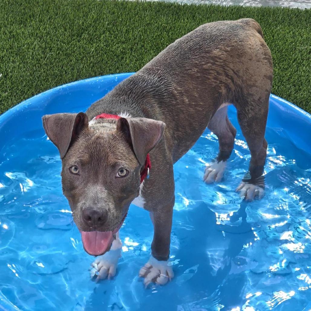 Enlarge Glory, a Adoptable mixed breed in Bradenton, FL image 2/2