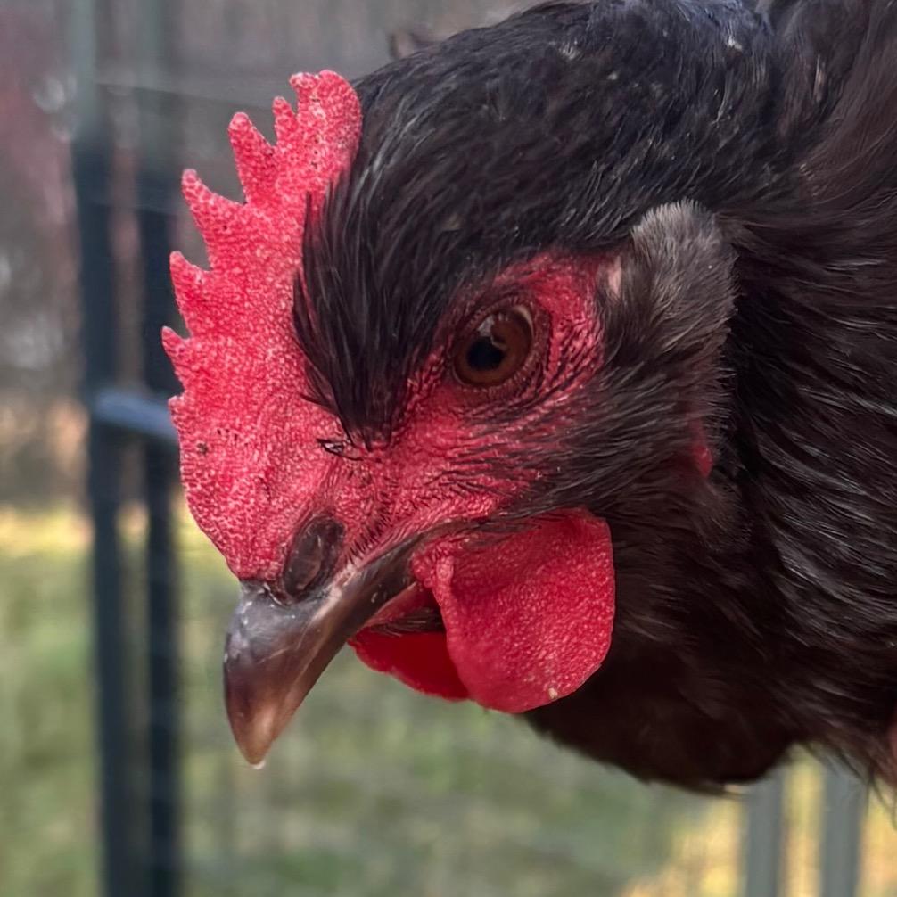 Peck-o-Lantern, Adoptable, Young Female Chicken.