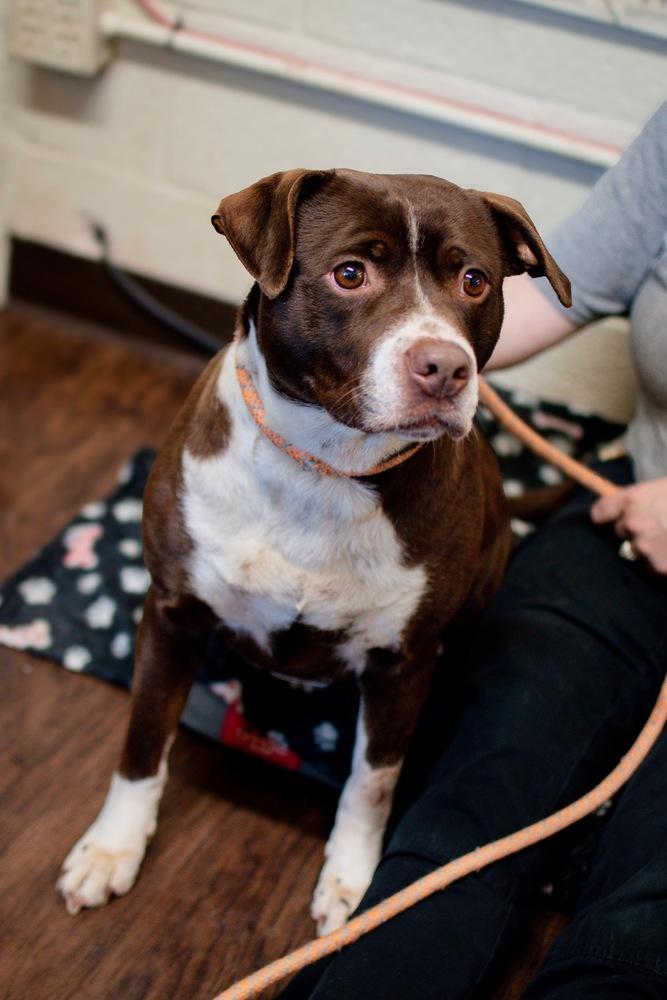 Yume, Adoptable, Adult Female Pit Bull Terrier.