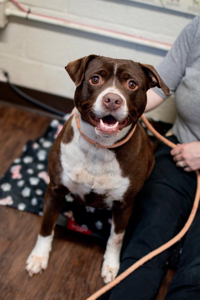 Enlarge Yume, a Adoptable mixed breed in Frankfort, NY image 2/3