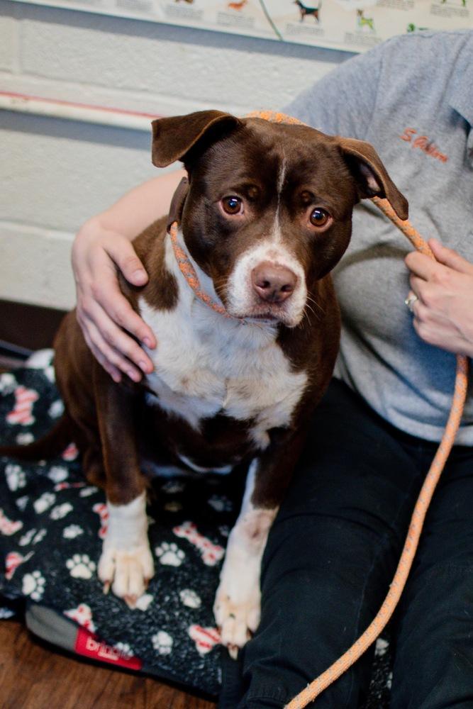 Enlarge Yume, a Adoptable mixed breed in Frankfort, NY image 3/3