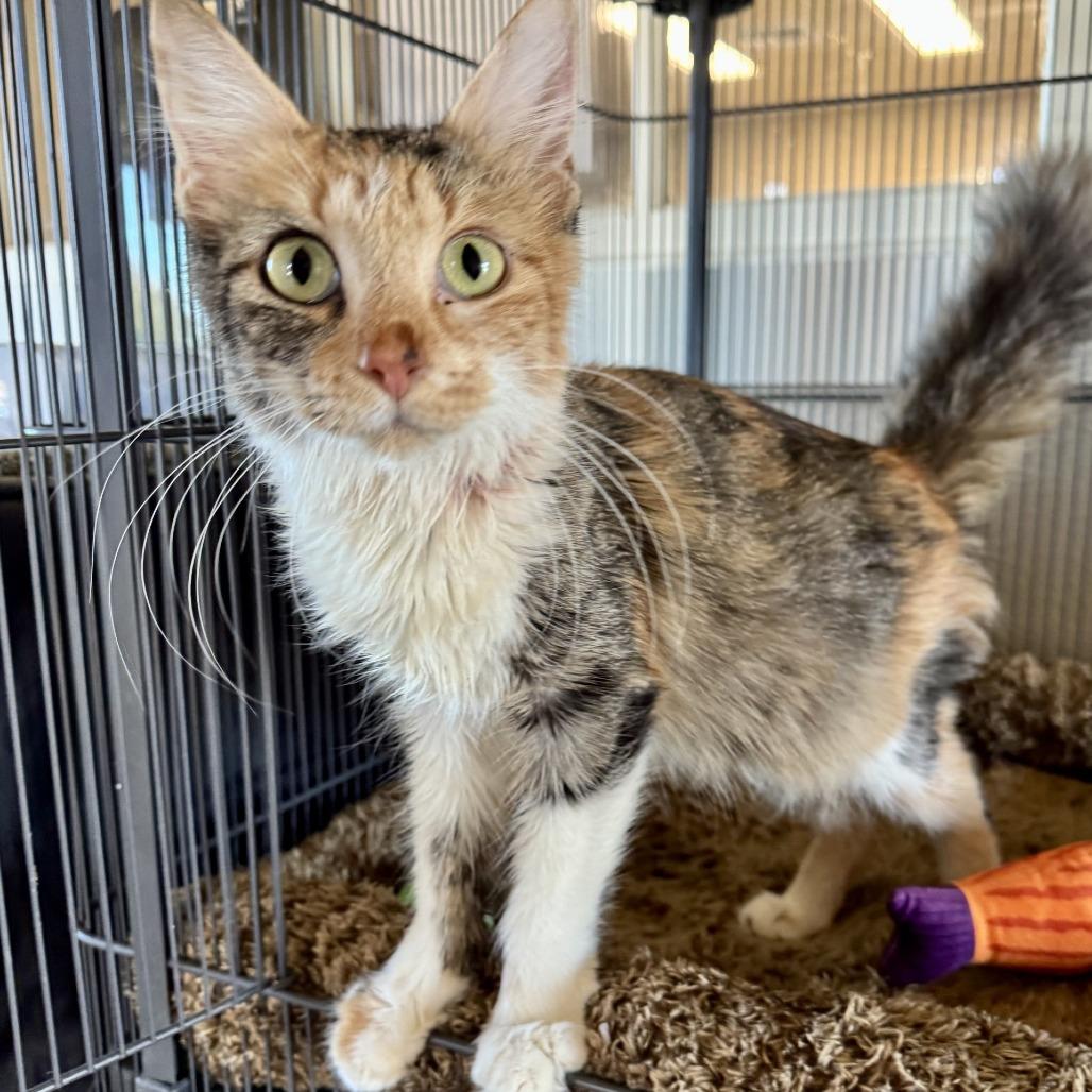 Cheddar, Adoptable, Adult Female Domestic Short Hair.