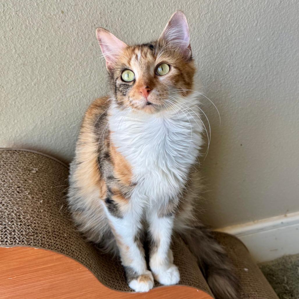 Enlarge Cheddar, a Adoptable Domestic Medium Hair in Fredericksburg, TX image 2/6