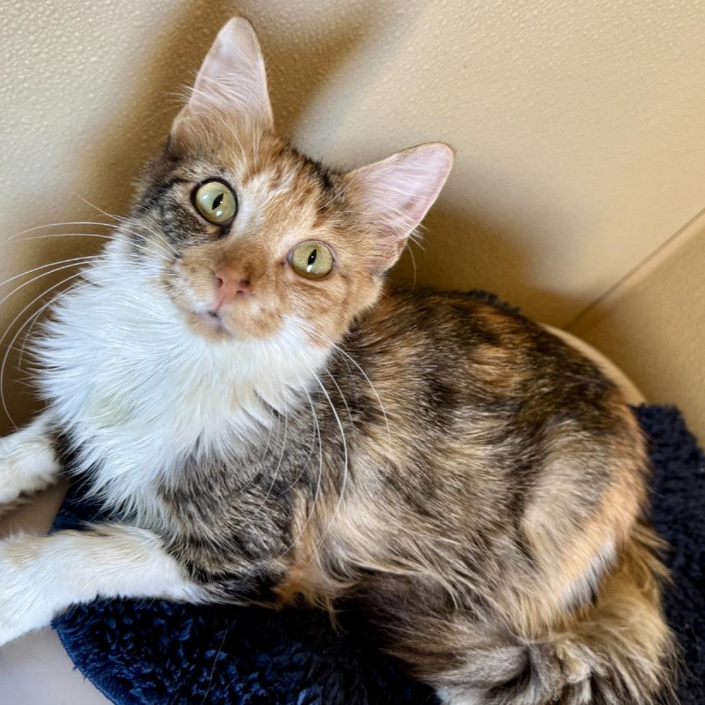 Enlarge Cheddar, a Adoptable Domestic Medium Hair in Fredericksburg, TX image 3/6