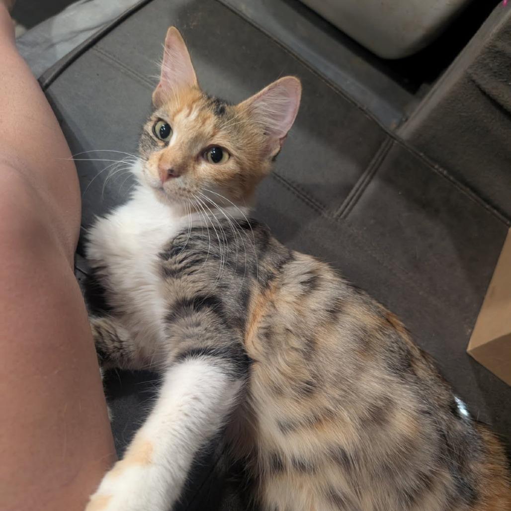 Enlarge Cheddar, a Adoptable Domestic Medium Hair in Fredericksburg, TX image 4/6