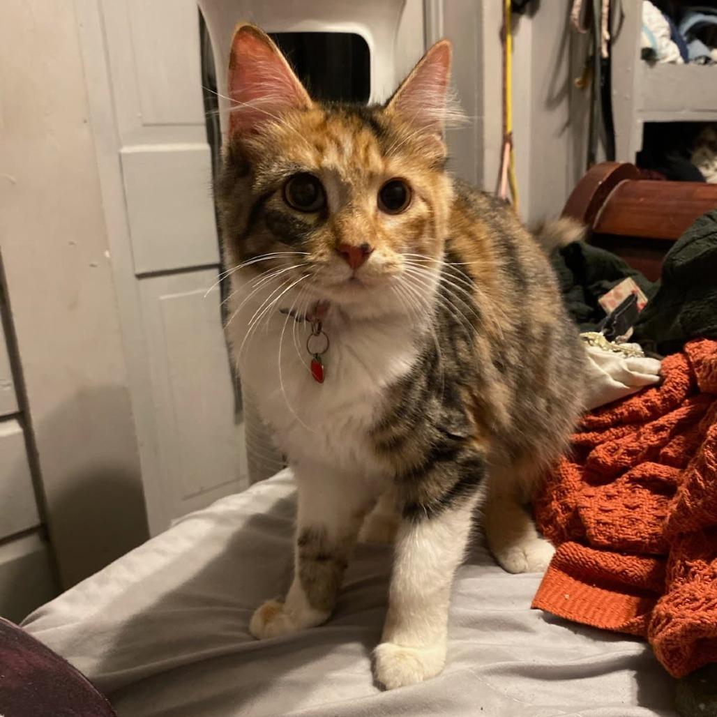 Enlarge Cheddar, a Adoptable Domestic Medium Hair in Fredericksburg, TX image 5/6