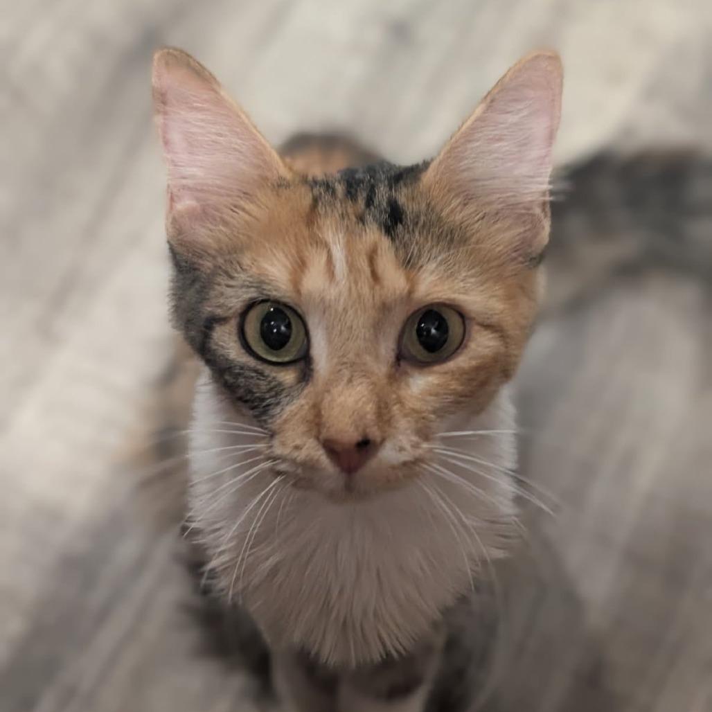 Enlarge Cheddar, a Adoptable Domestic Medium Hair in Fredericksburg, TX image 6/6