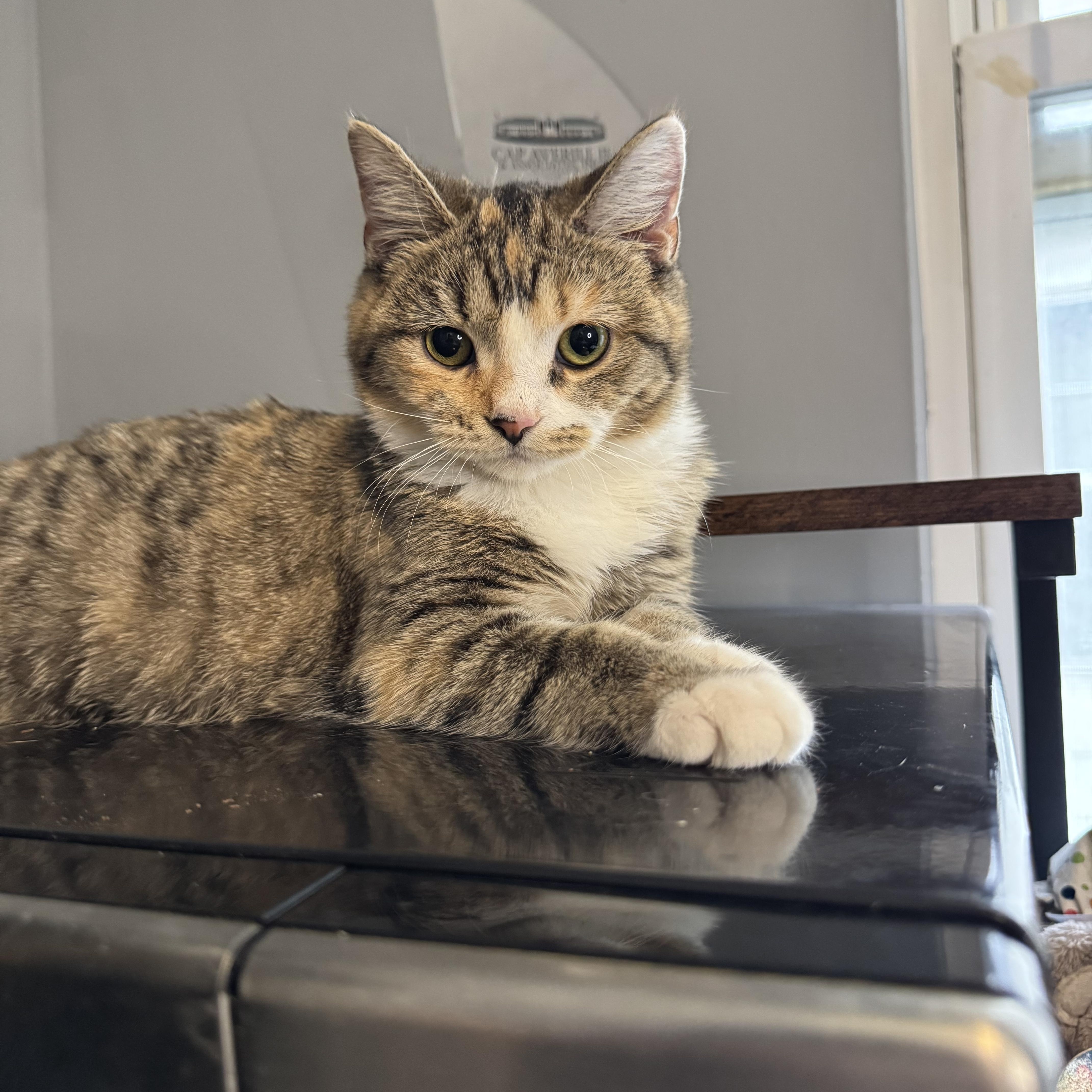 Cake, a Adoptable Domestic Short Hair in Columbus, OH image 4/6