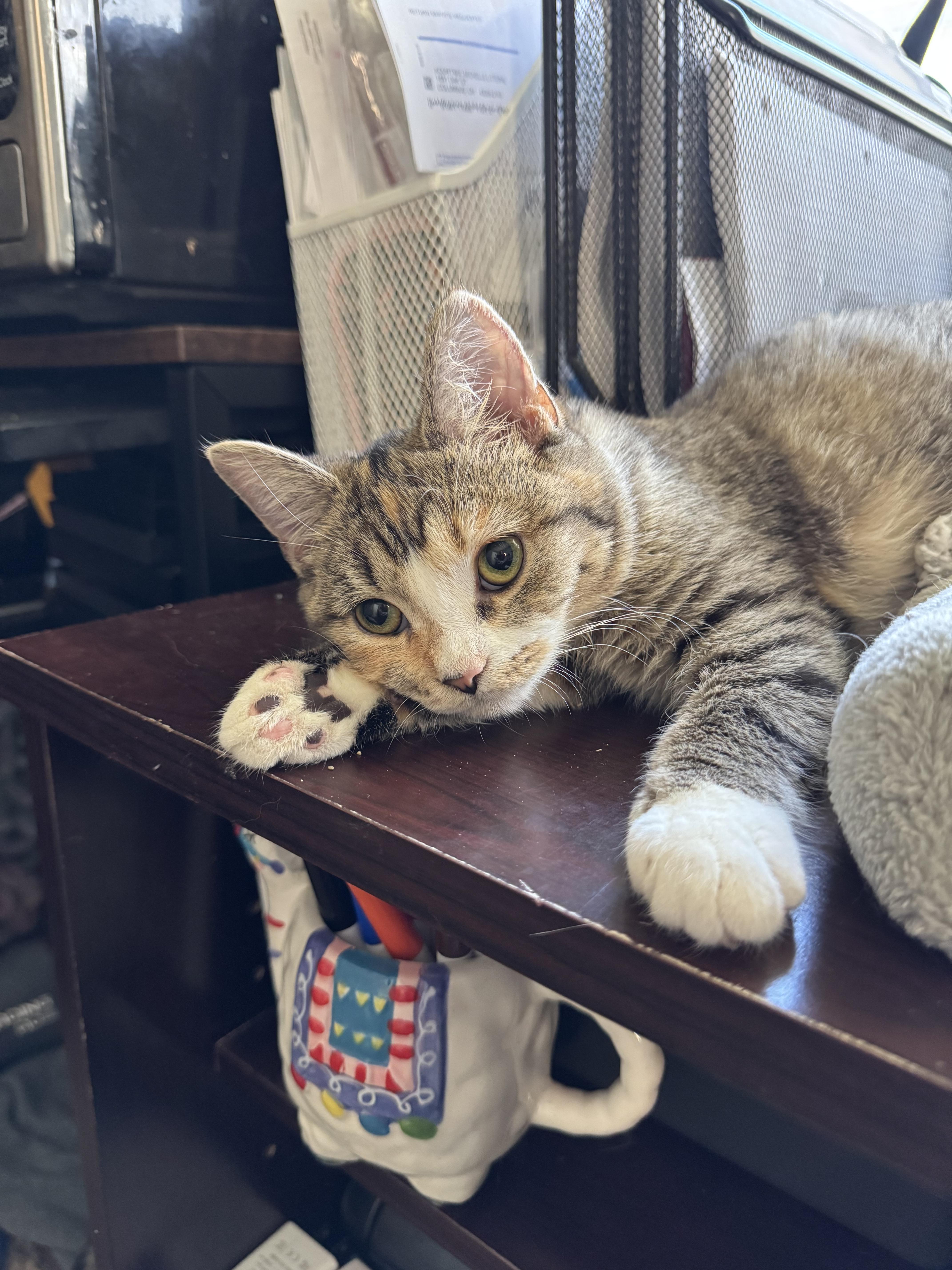 Cake, a Adoptable Domestic Short Hair in Columbus, OH image 6/6