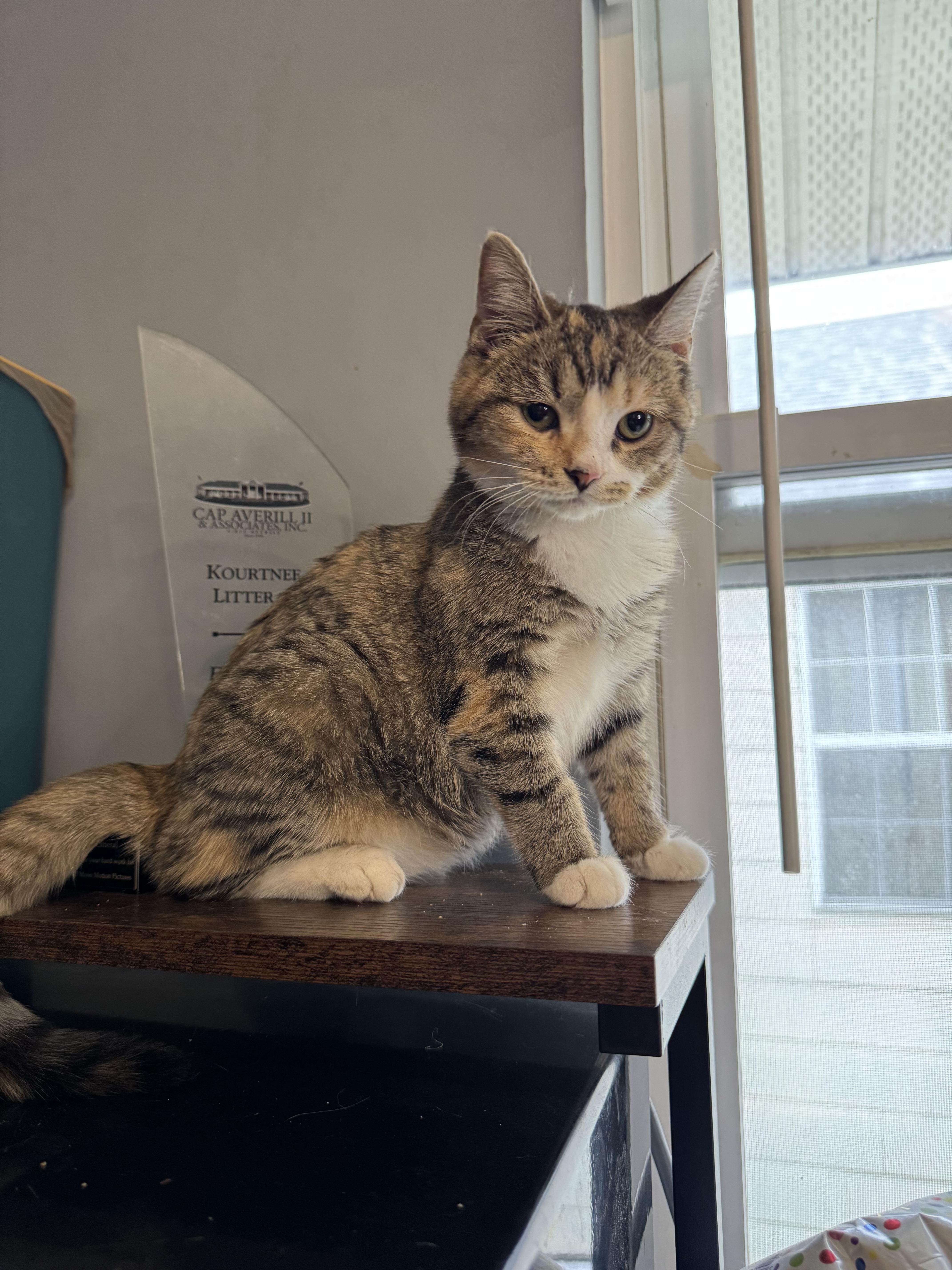 Cake, a Adoptable Domestic Short Hair in Columbus, OH image 5/6