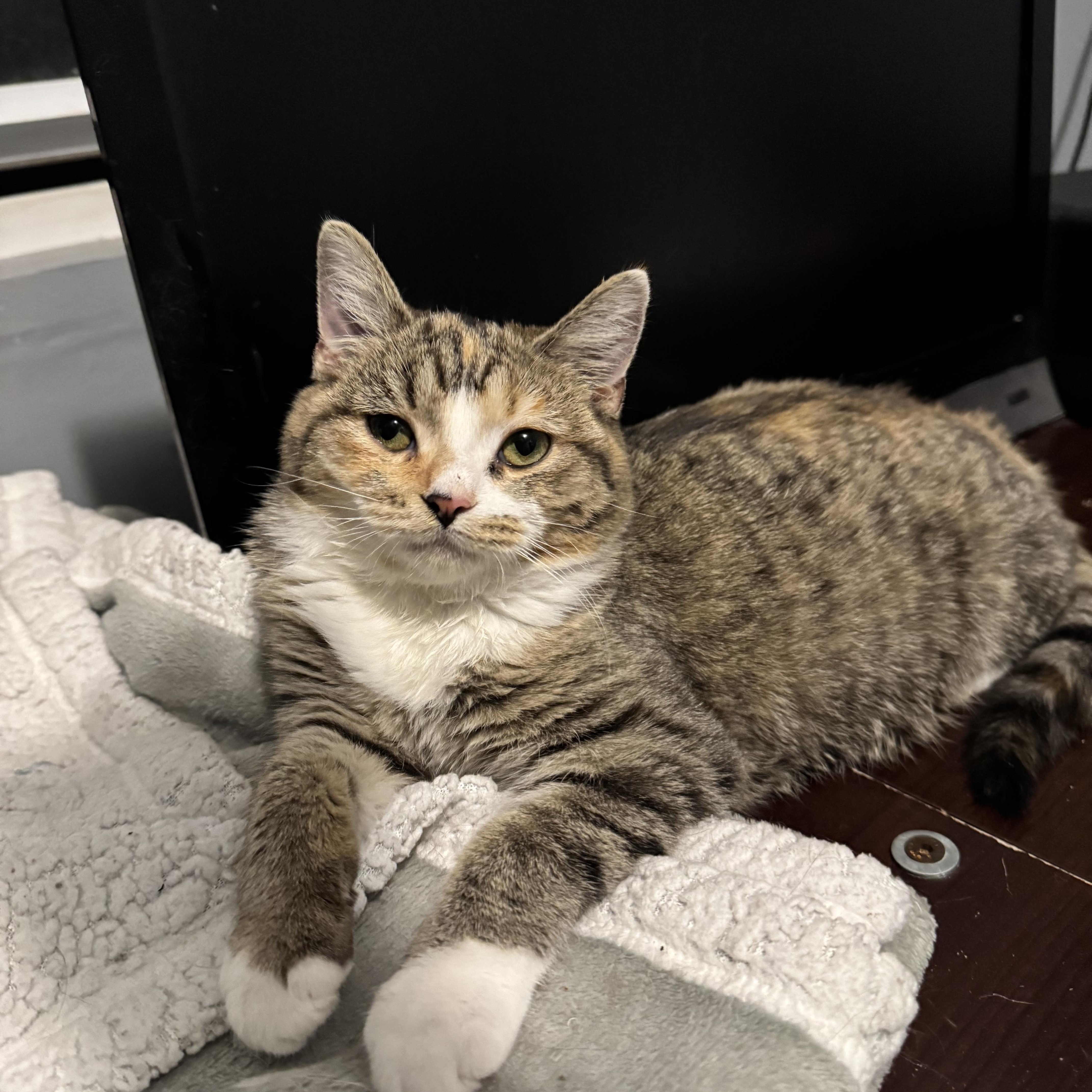 Cake, Adoptable, Kitten Female Domestic Short Hair.