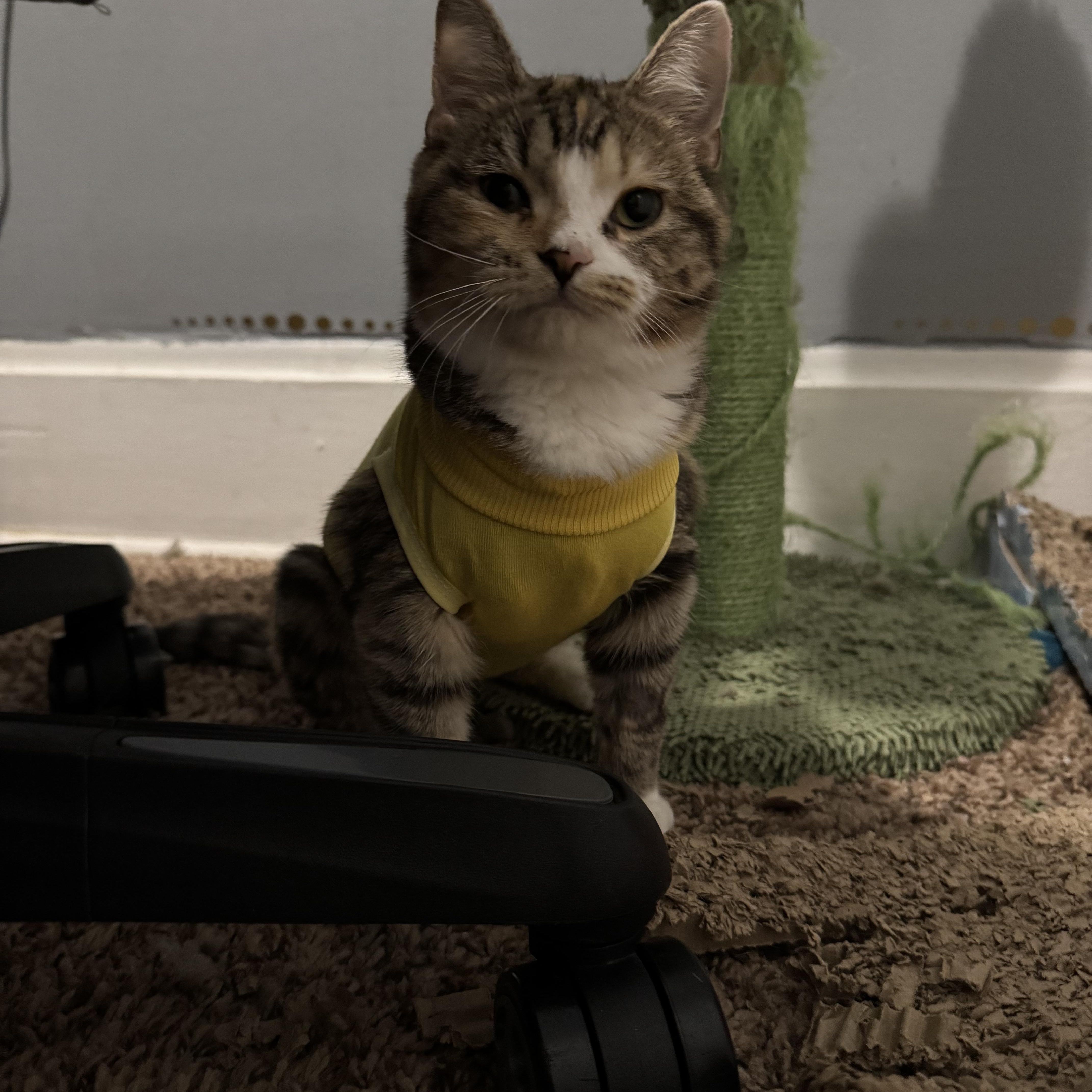 Cake, a Adoptable Domestic Short Hair in Columbus, OH image 2/6