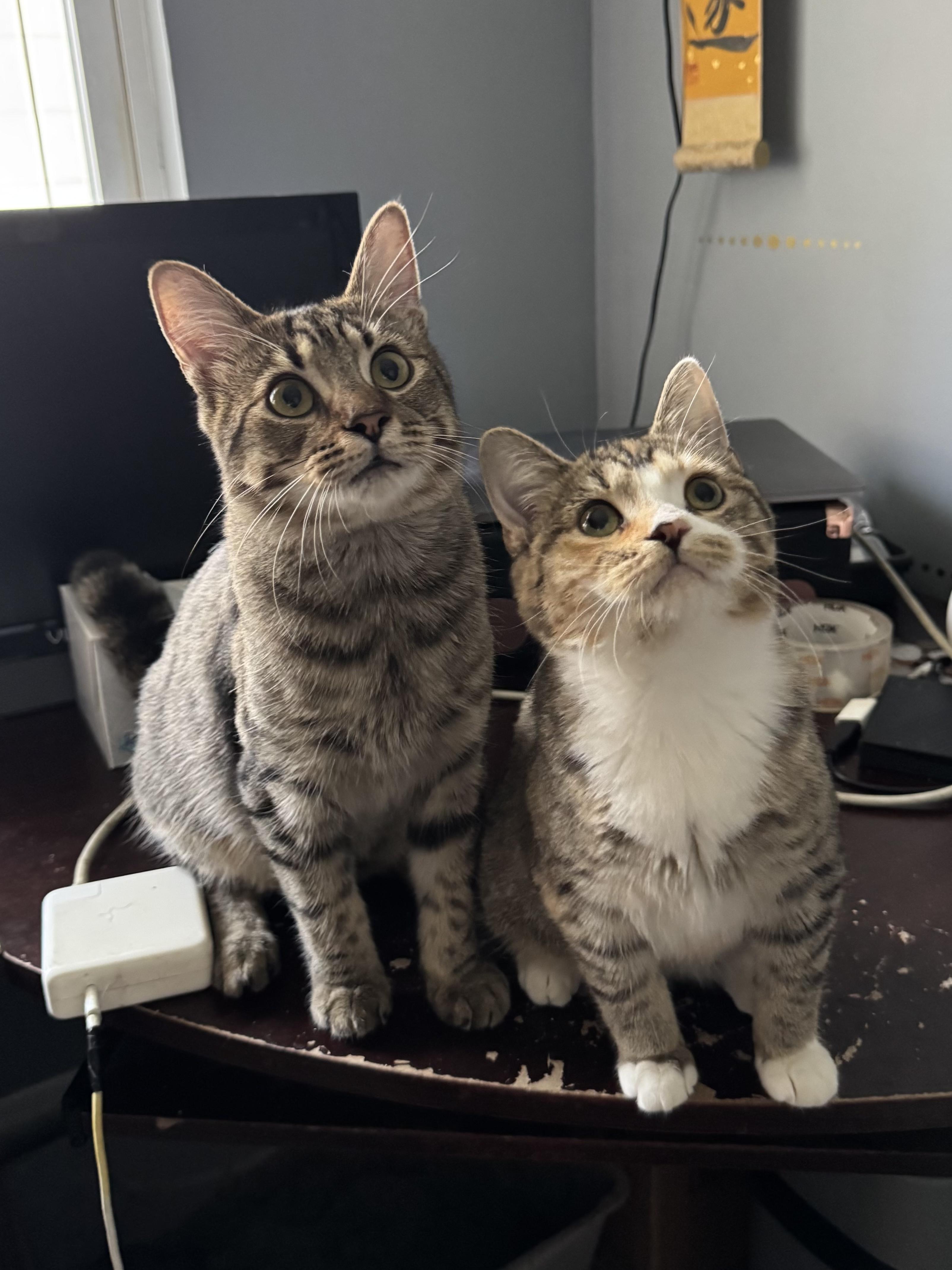 Cake, a Adoptable Domestic Short Hair in Columbus, OH image 3/6