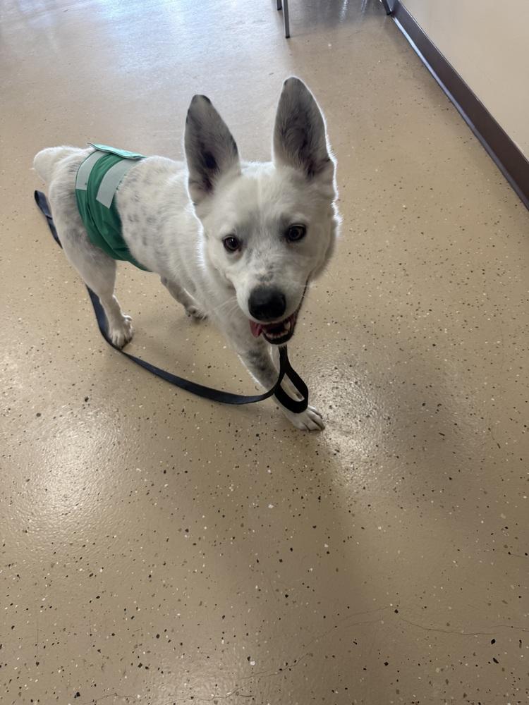 Coca Cola, Adoptable, Young Male Australian Cattle Dog / Blue Heeler.