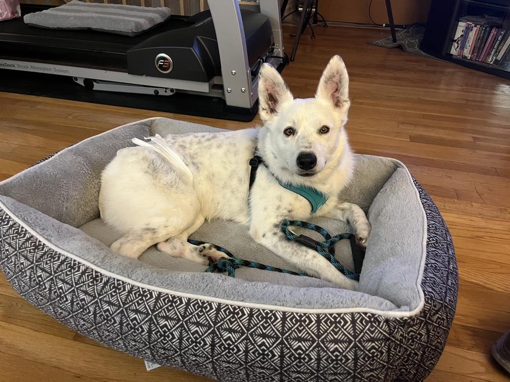 Coca Cola, a Adoptable mixed breed in Mundelein, IL image 6/6