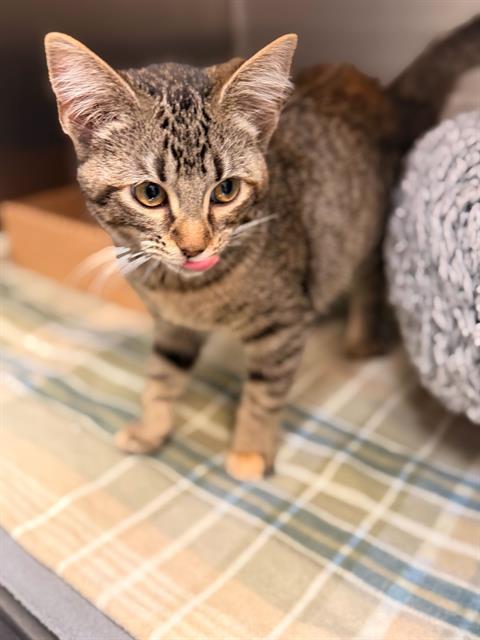 LADY PANCAKE, Adoptable, Young Female Domestic Short Hair.