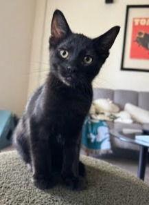 blackie, Adoptable, Kitten Male Domestic Short Hair.