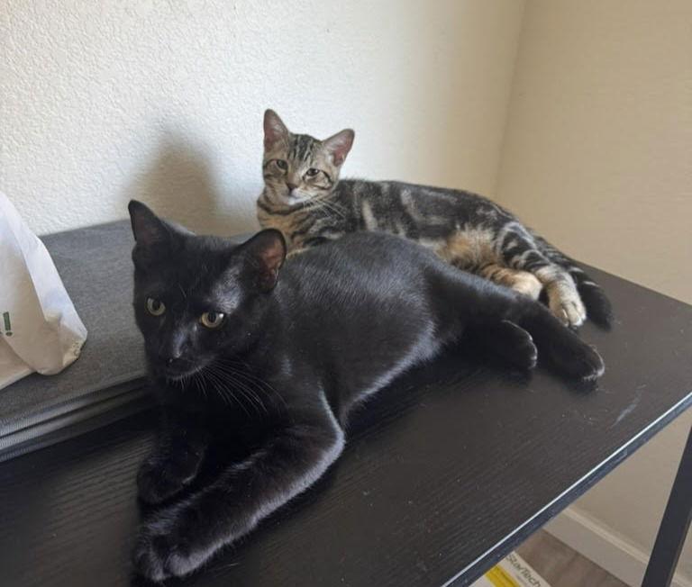 Enlarge blackie, a Adoptable Domestic Short Hair in San Jose, CA image 2/2