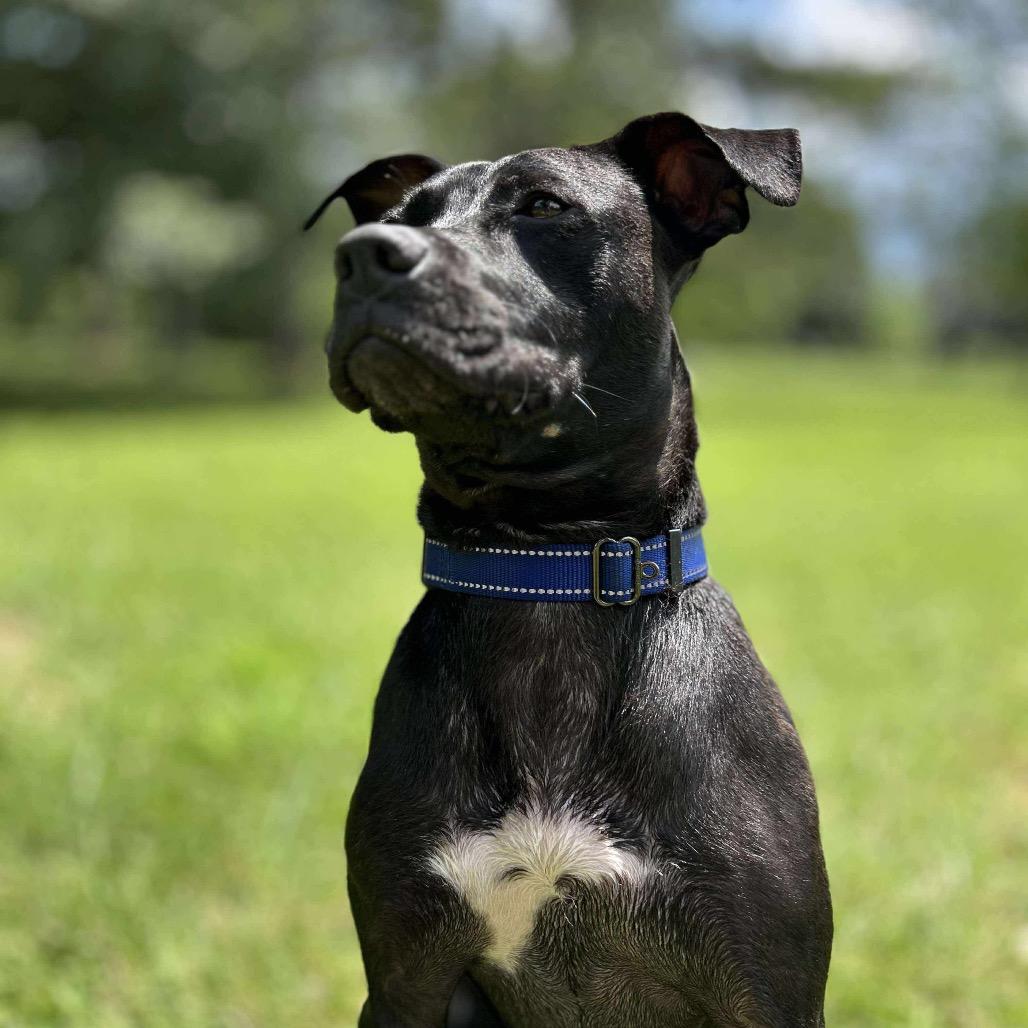 Enlarge Macie, a Adoptable mixed breed in Columbus, OH image 1/6