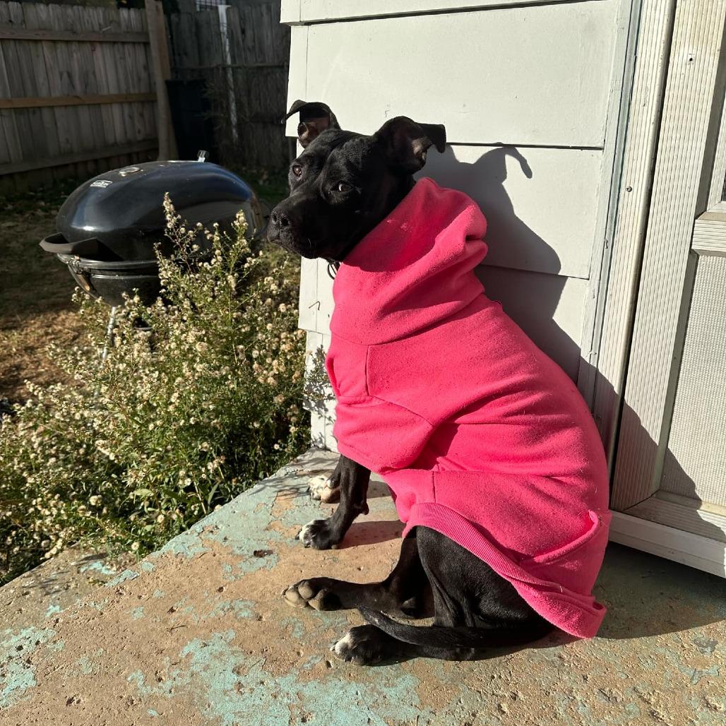 Enlarge Macie, a Adoptable mixed breed in Columbus, OH image 2/6