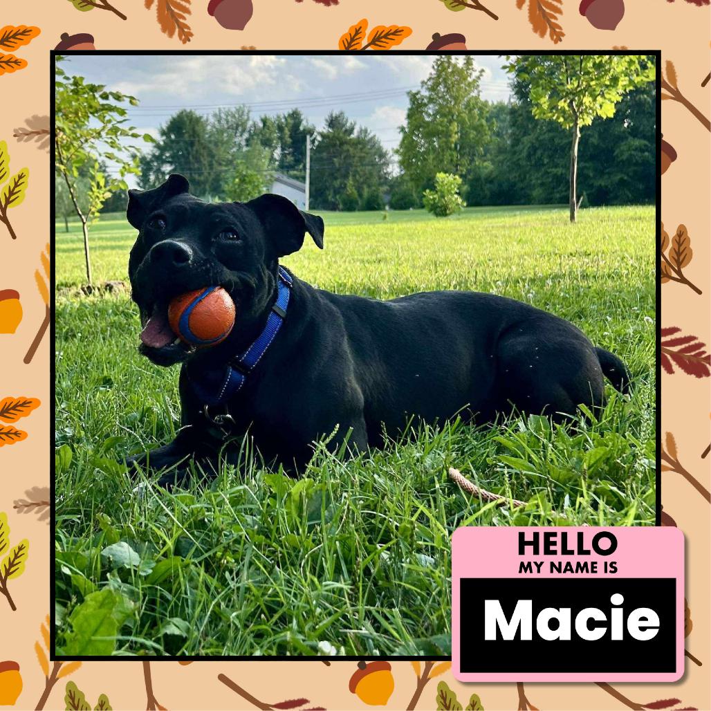 Enlarge Macie, a Adoptable mixed breed in Columbus, OH image 3/6