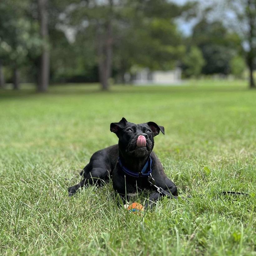 Enlarge Macie, a Adoptable mixed breed in Columbus, OH image 4/6
