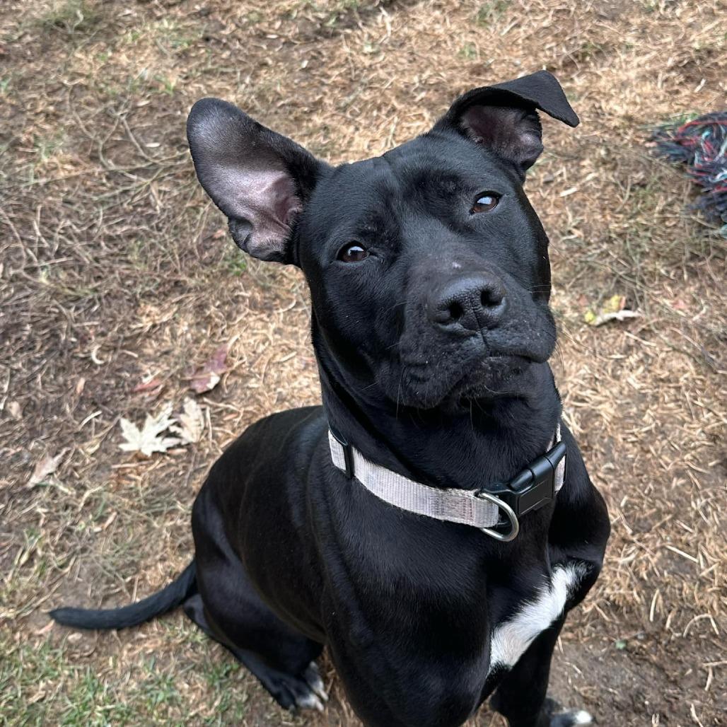 Enlarge Macie, a Adoptable mixed breed in Columbus, OH image 5/6