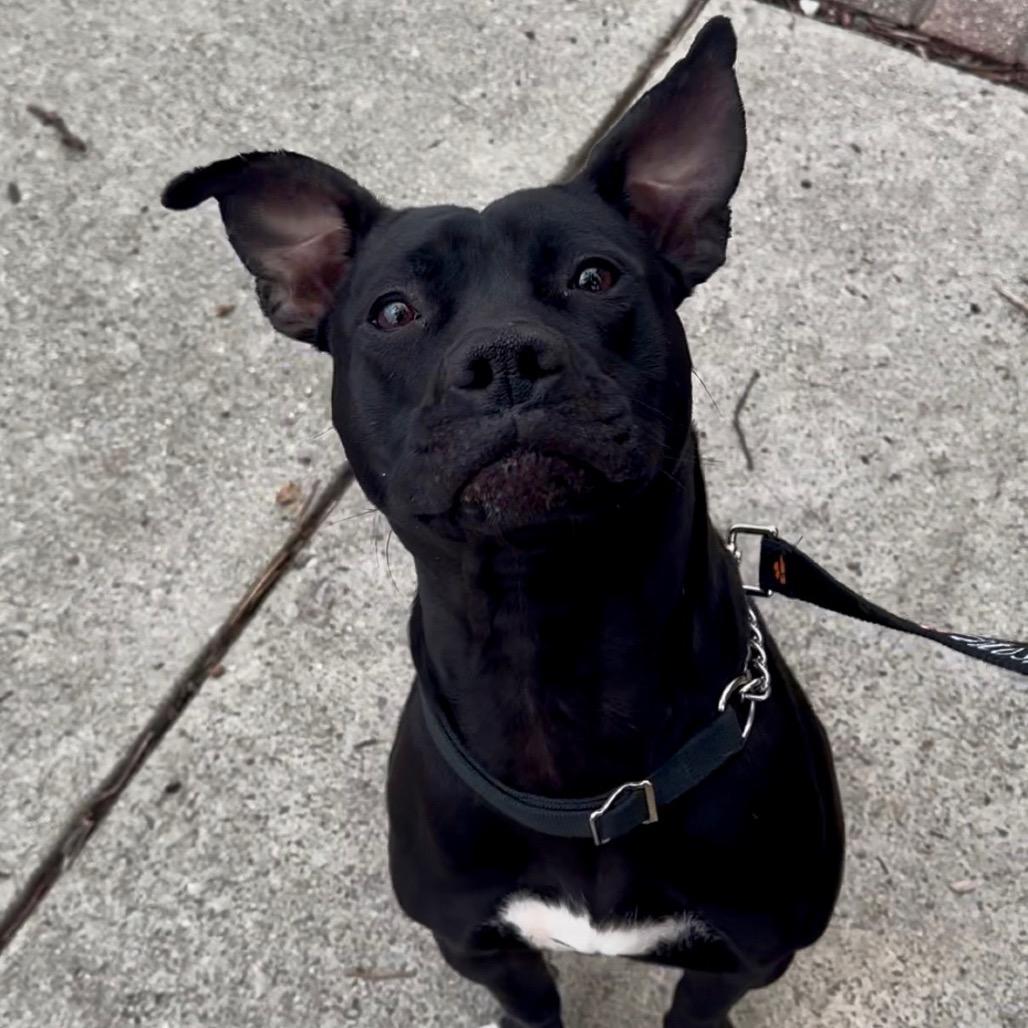 Enlarge Macie, a Adoptable mixed breed in Columbus, OH image 6/6