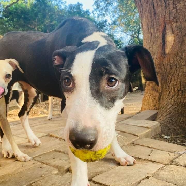 Enlarge Piccadilly, a Adoptable mixed breed in Goliad, TX image 5/6