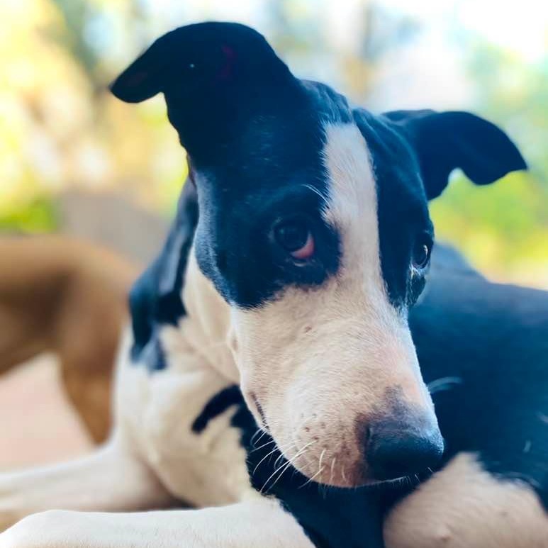 Enlarge Piccadilly, a Adoptable mixed breed in Goliad, TX image 4/6