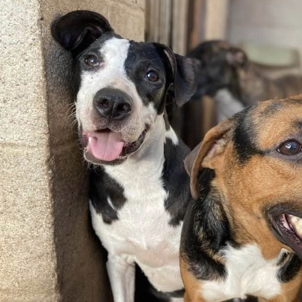 Enlarge Piccadilly, a Adoptable mixed breed in Goliad, TX image 1/6