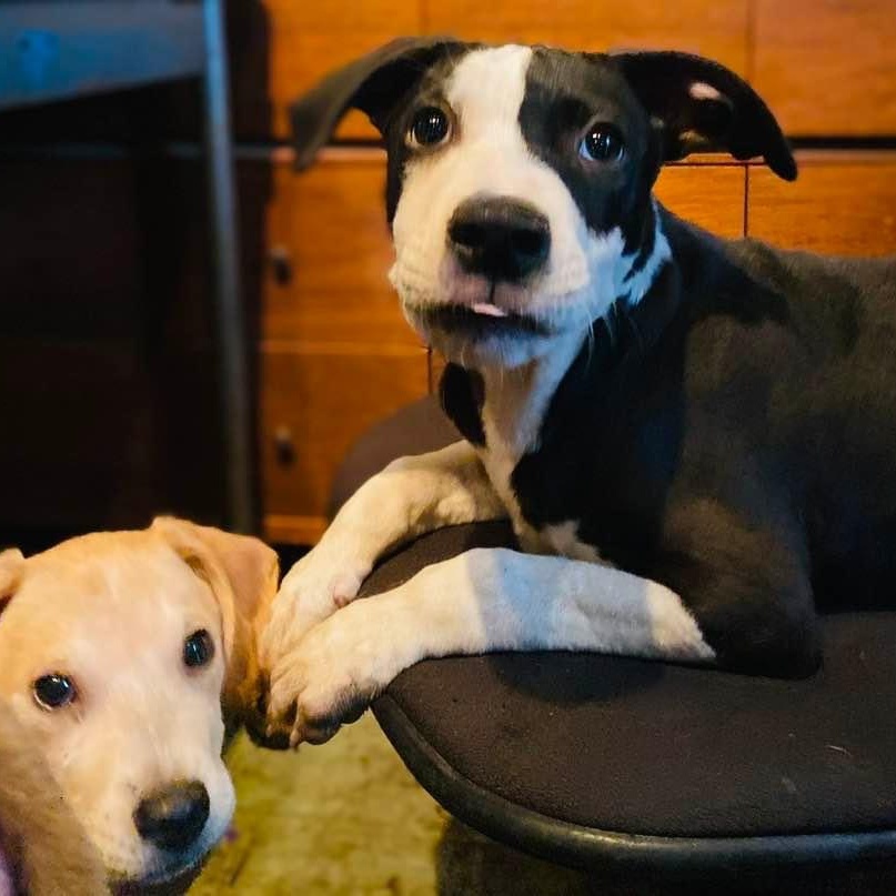 Enlarge Piccadilly, a Adoptable mixed breed in Goliad, TX image 2/6