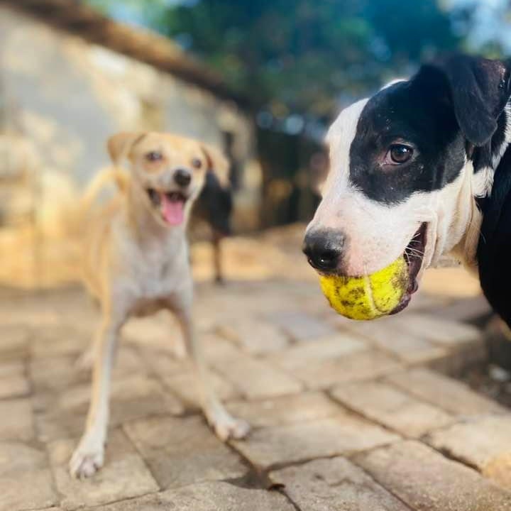 Enlarge Piccadilly, a Adoptable mixed breed in Goliad, TX image 6/6