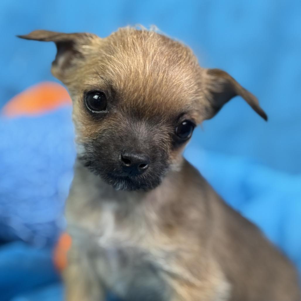 Peep: Teeny-Tiny, a Adoptable mixed breed in Austin, TX image 6/6
