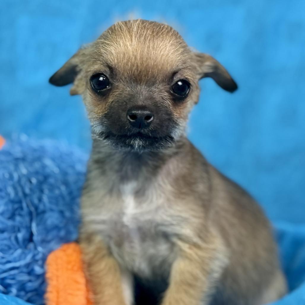 Peep: Teeny-Tiny, a Adoptable mixed breed in Austin, TX image 4/6