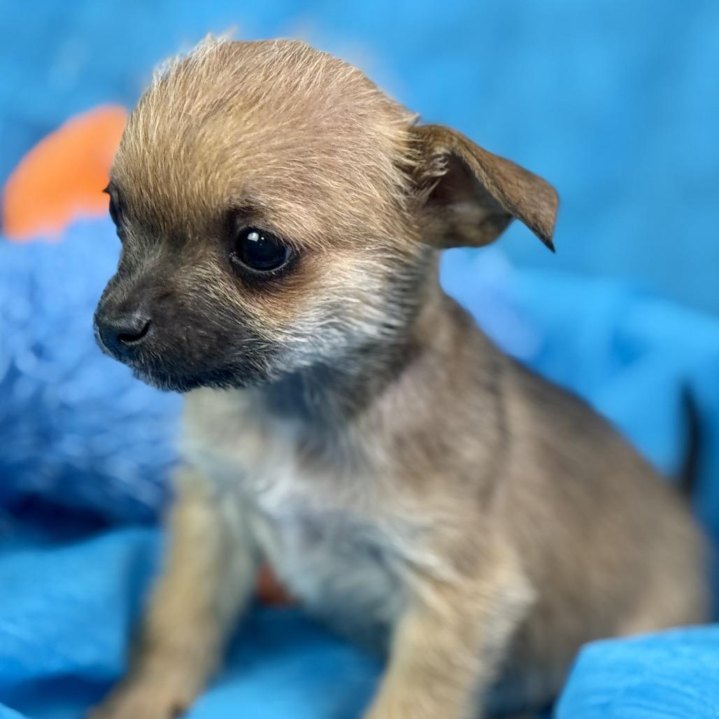 Peep: Teeny-Tiny, a Adoptable mixed breed in Austin, TX image 5/6