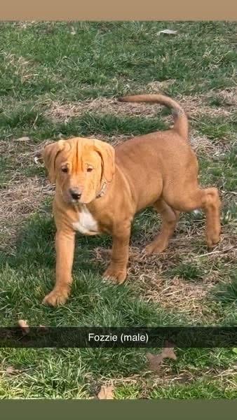 Muppets : Fozzie thumbnail 2