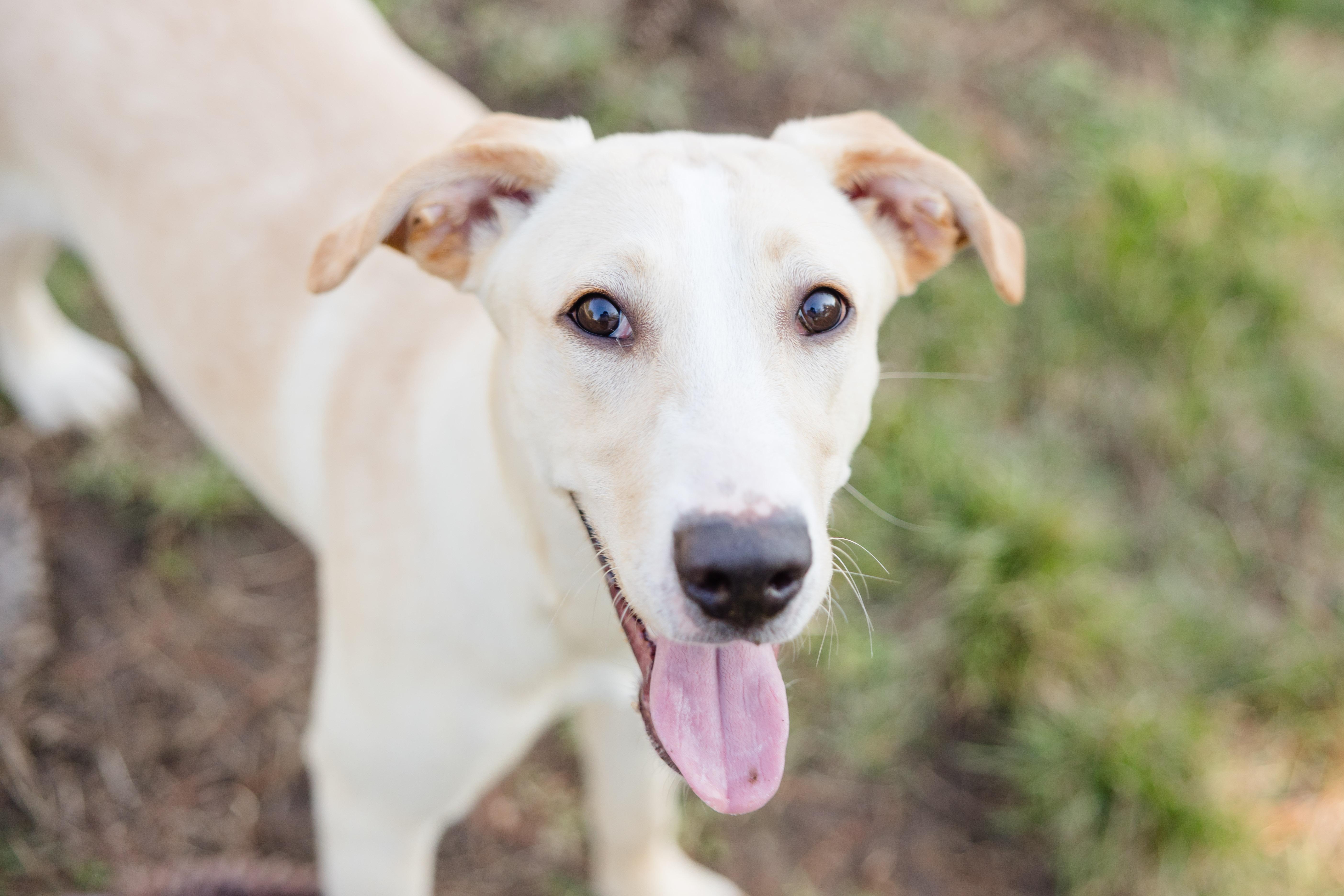 Enlarge Daisy May, a ADOPTABLE mixed breed in Newburgh, IN image 2/4