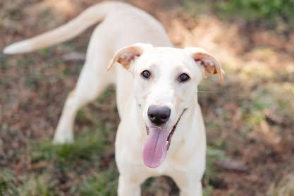 Enlarge Daisy May, a ADOPTABLE mixed breed in Newburgh, IN image 1/4