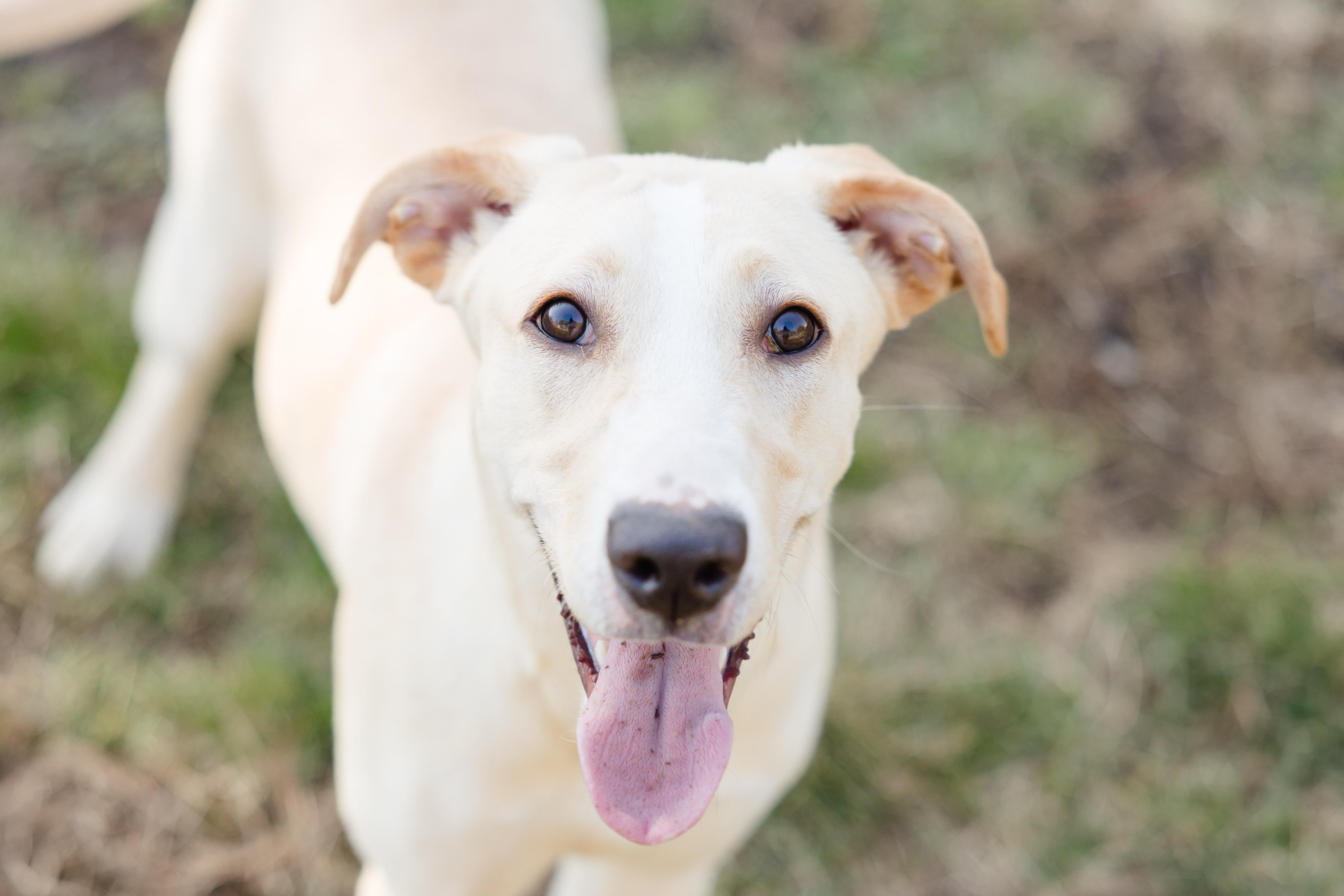 Enlarge Daisy May, a ADOPTABLE mixed breed in Newburgh, IN image 3/4