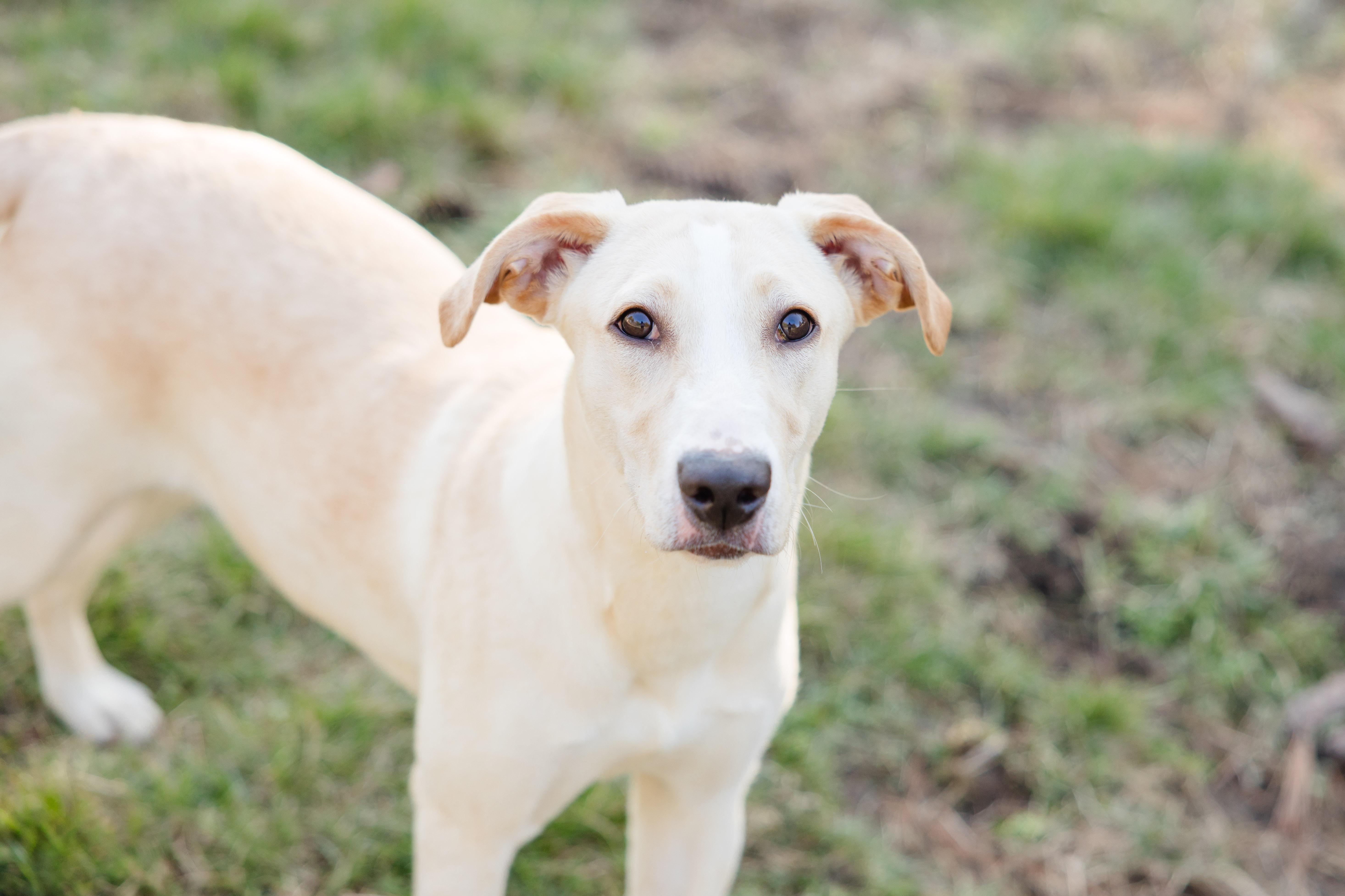 Enlarge Daisy May, a ADOPTABLE mixed breed in Newburgh, IN image 4/4