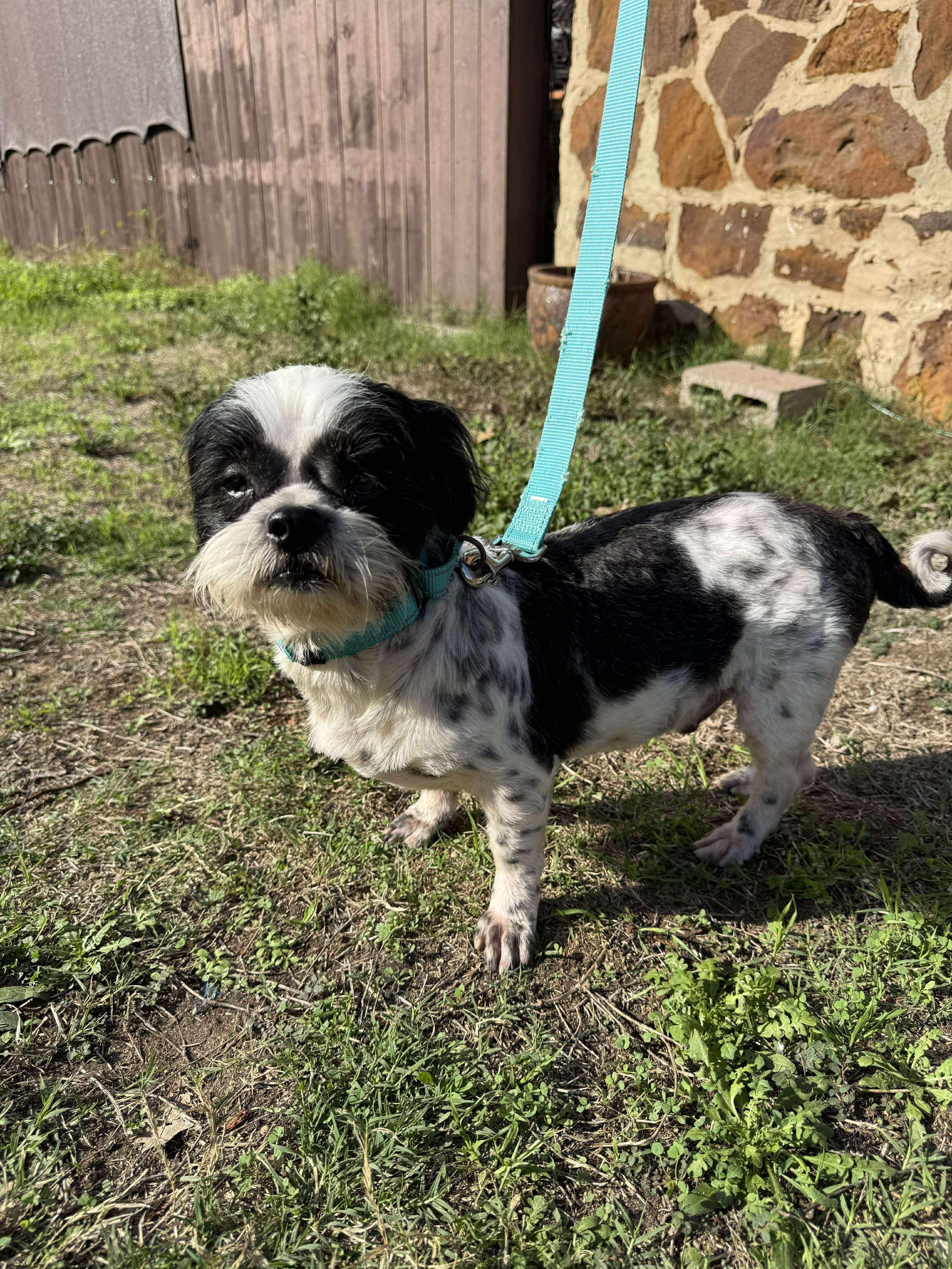 Enlarge Matty the Q-T-Pie, a ADOPTABLE mixed breed in Lockhart, TX image 6/6
