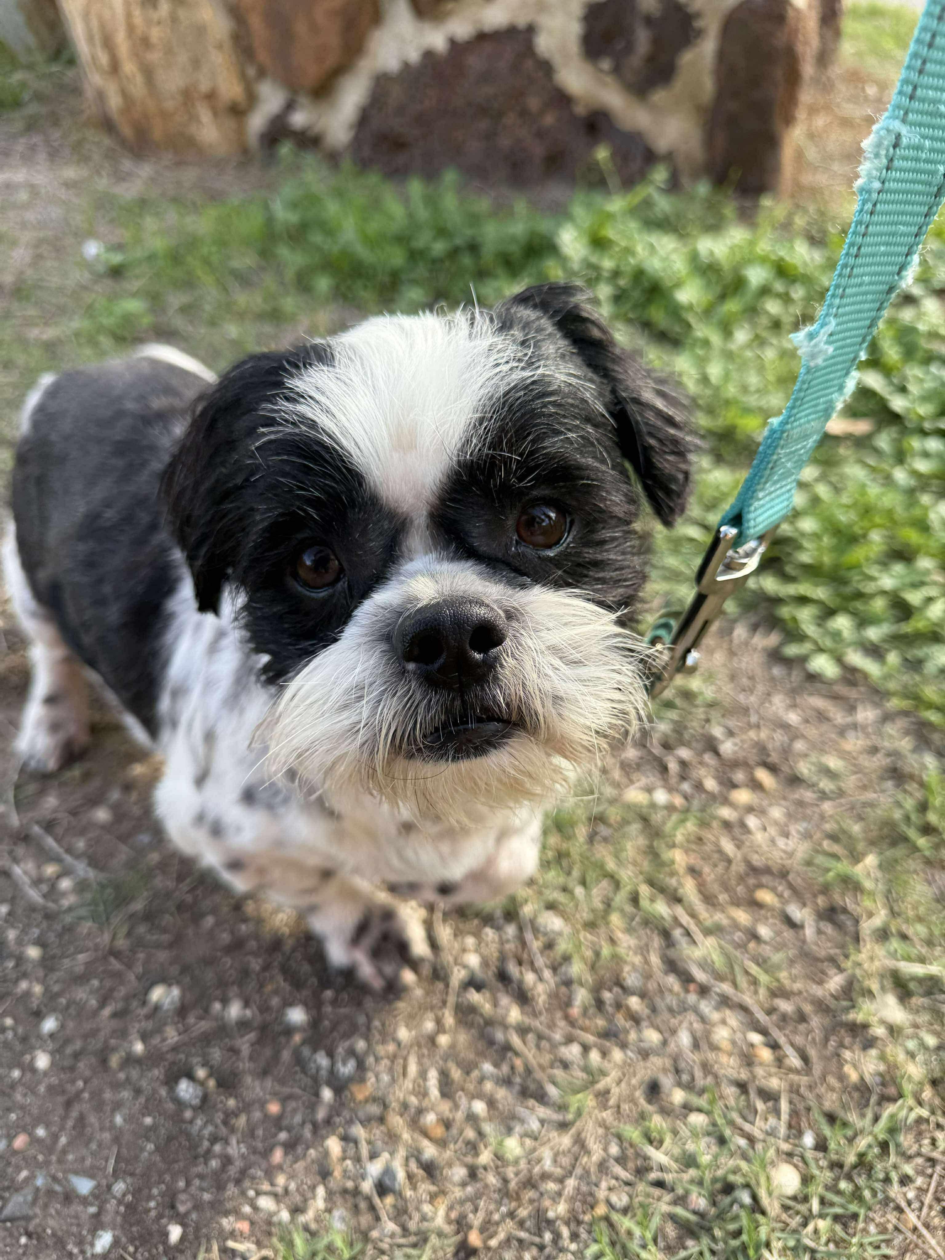 Enlarge Matty the Q-T-Pie, a ADOPTABLE mixed breed in Lockhart, TX image 4/6