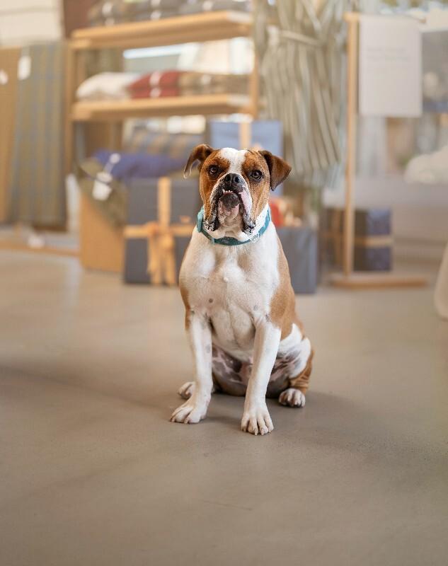 Enlarge Meatball, a Adoptable American Bulldog in Valley Village, CA image 1/2