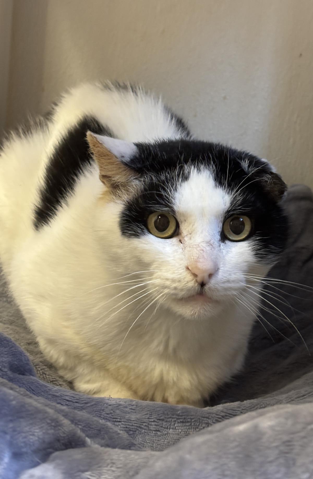 Nickel, Adoptable, Senior Male Domestic Short Hair.