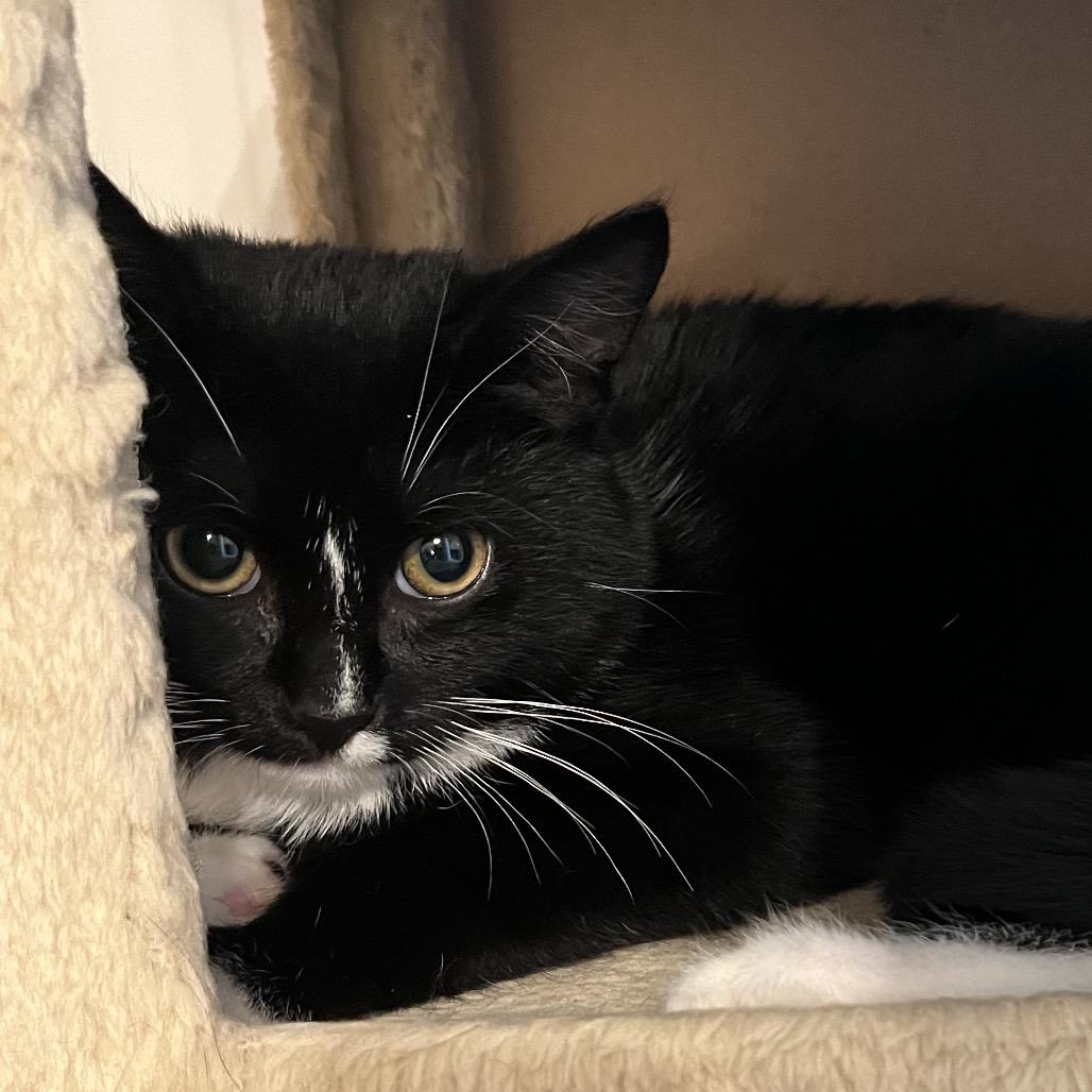 Faith (Adopt with Buffy), Adoptable, Kitten Female Domestic Medium Hair.