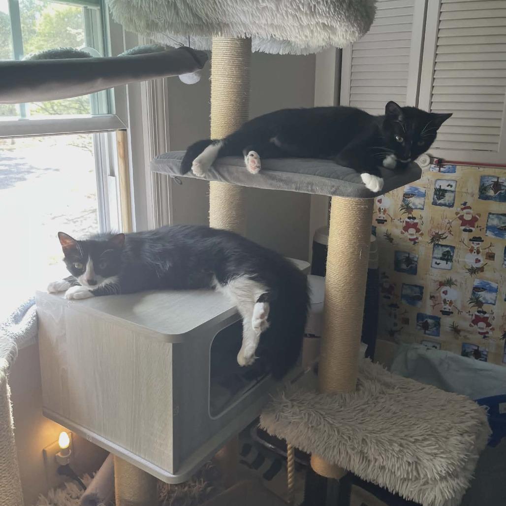 Enlarge Faith (Adopt with Buffy), a Adoptable Domestic Medium Hair in Fayetteville, GA image 2/5