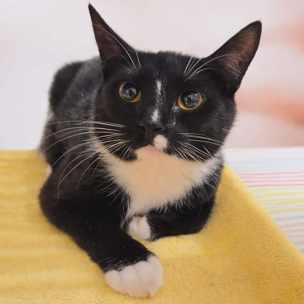 Enlarge Faith (Adopt with Buffy), a Adoptable Domestic Medium Hair in Fayetteville, GA image 3/5