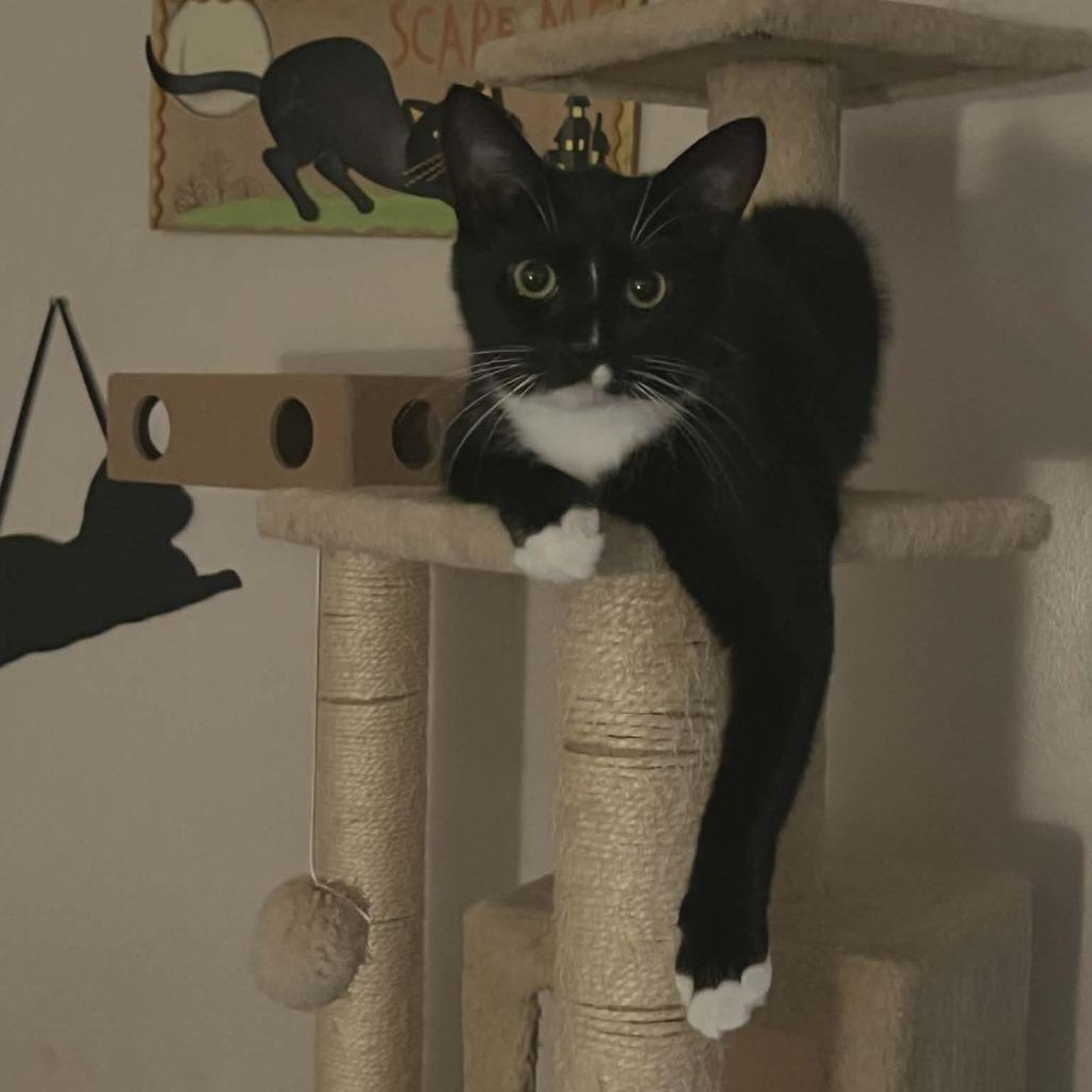 Enlarge Faith (Adopt with Buffy), a Adoptable Domestic Medium Hair in Fayetteville, GA image 4/5