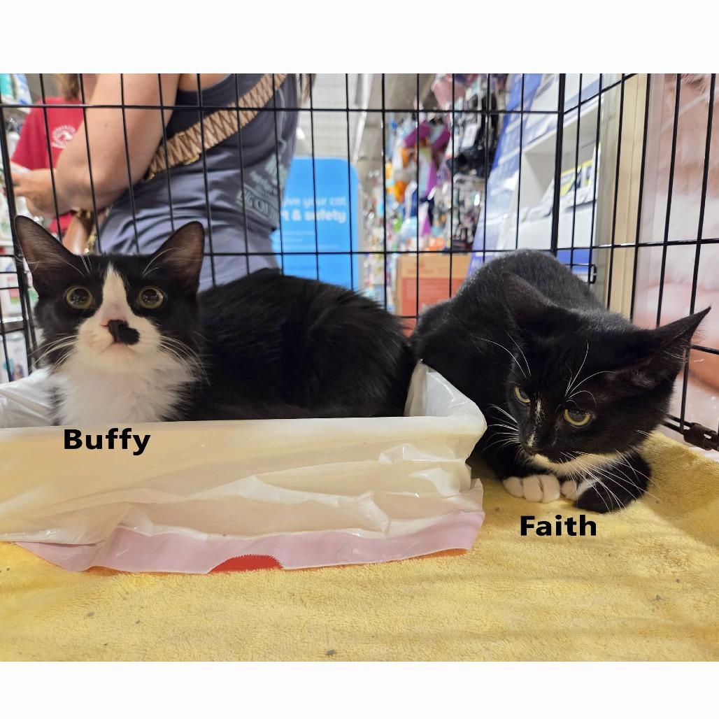 Enlarge Faith (Adopt with Buffy), a Adoptable Domestic Medium Hair in Fayetteville, GA image 5/5